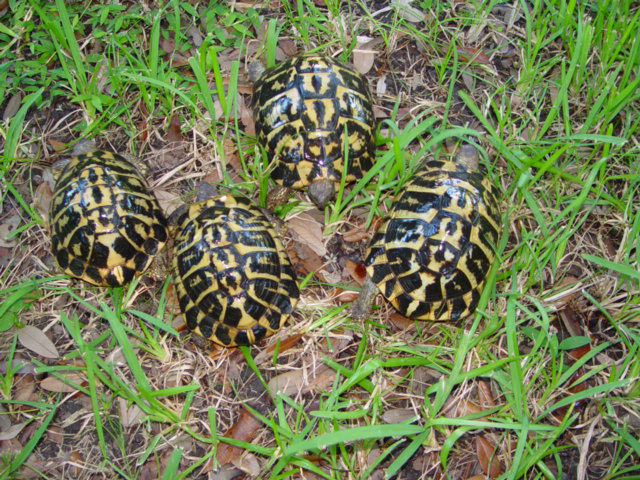 Adult Western Herman's Tortoises