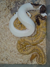 CaramelXPied2!