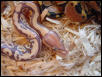 femaleCaramalAlbino