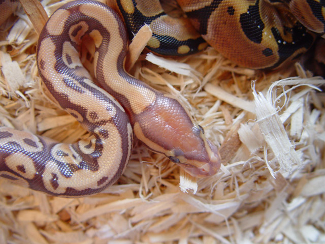 femaleCaramalAlbino