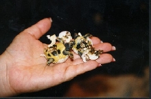 Hermans Hatching!