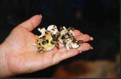 Hermans Hatching!