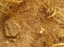 unknown species
