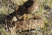 Diamondback