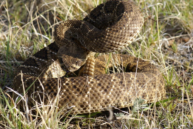 Diamondback