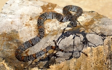 F002