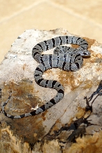 F001