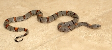 RR Female