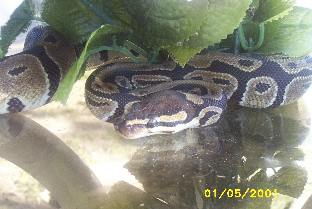 Jake