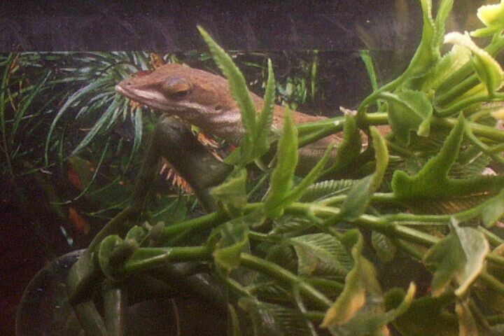 Fresca