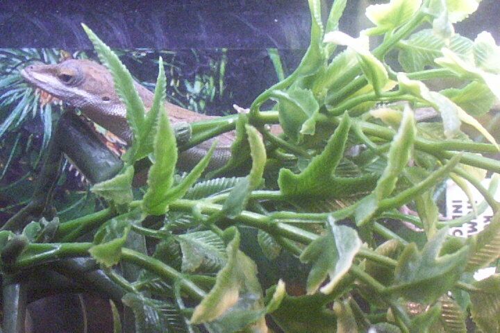 Fresca 2