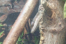Herman