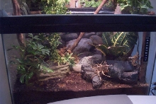 Aole cage 1