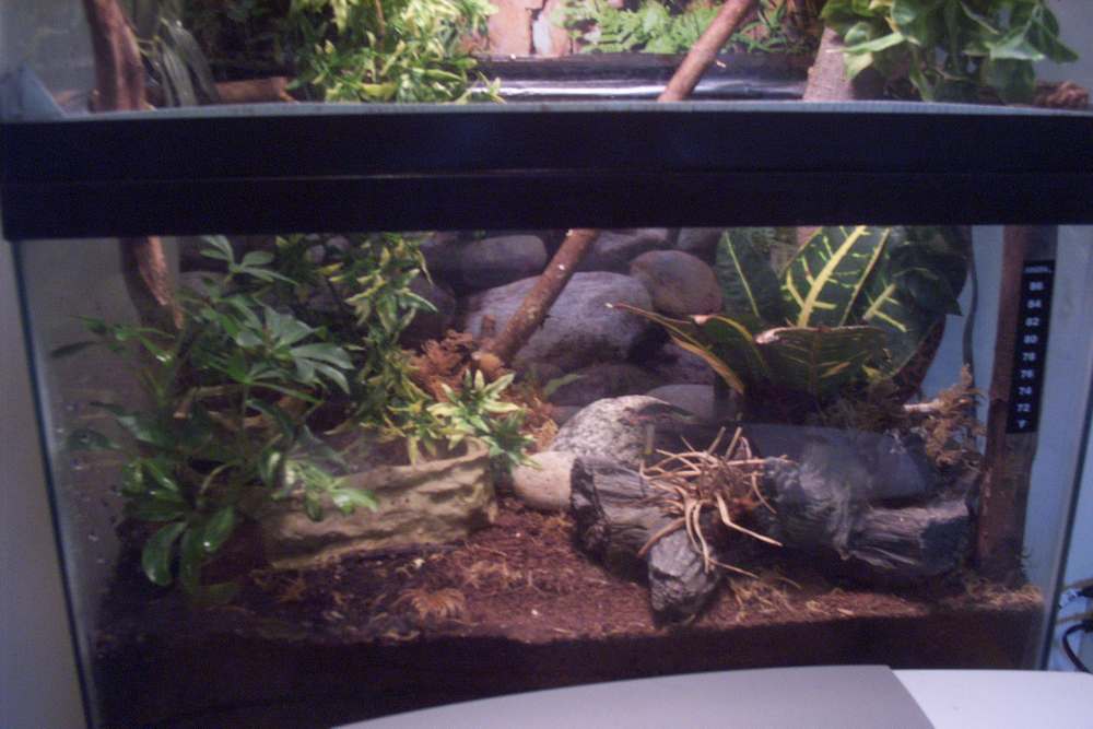 Aole cage 1