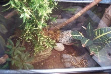Cage 2