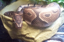 Alex in shed