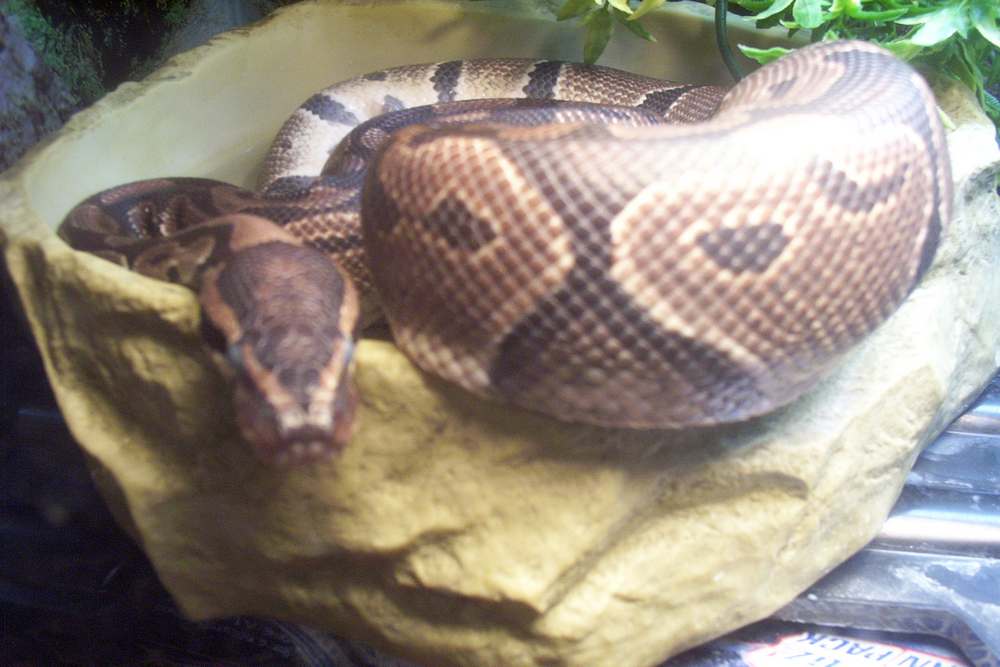 Alex in shed