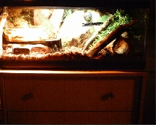 Snake House