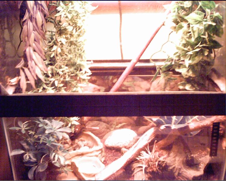 Anole house.