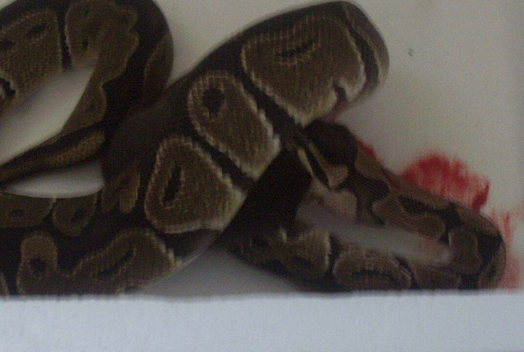 Rat Bite