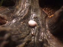Anole egg?1