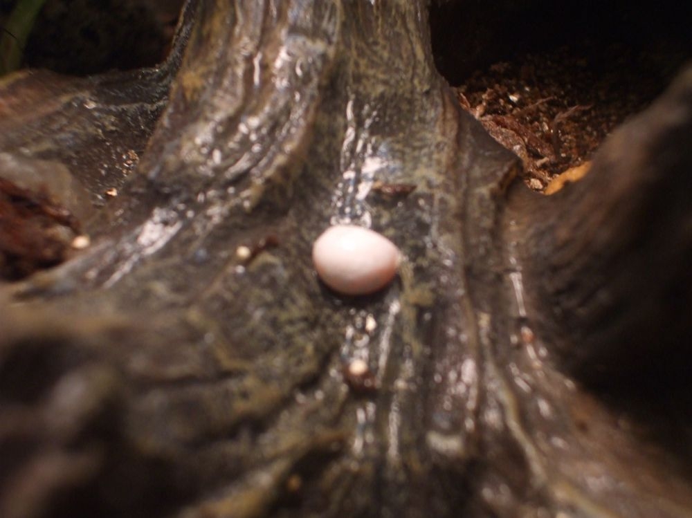 Anole egg?1