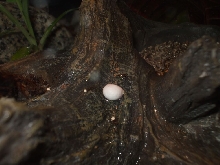 Anole egg?2
