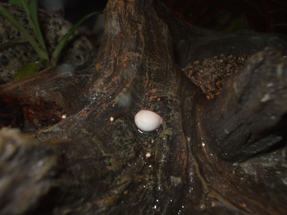 Anole egg?2
