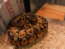 First morph, pastel