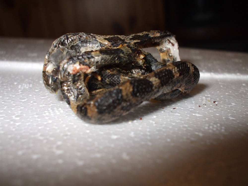 Rat snake?