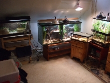 Snake room