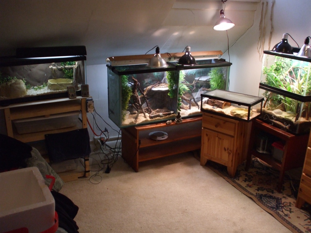 Snake room