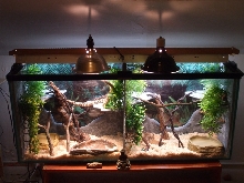 55 gal. Burm/ Boa