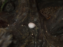 Anole egg?3
