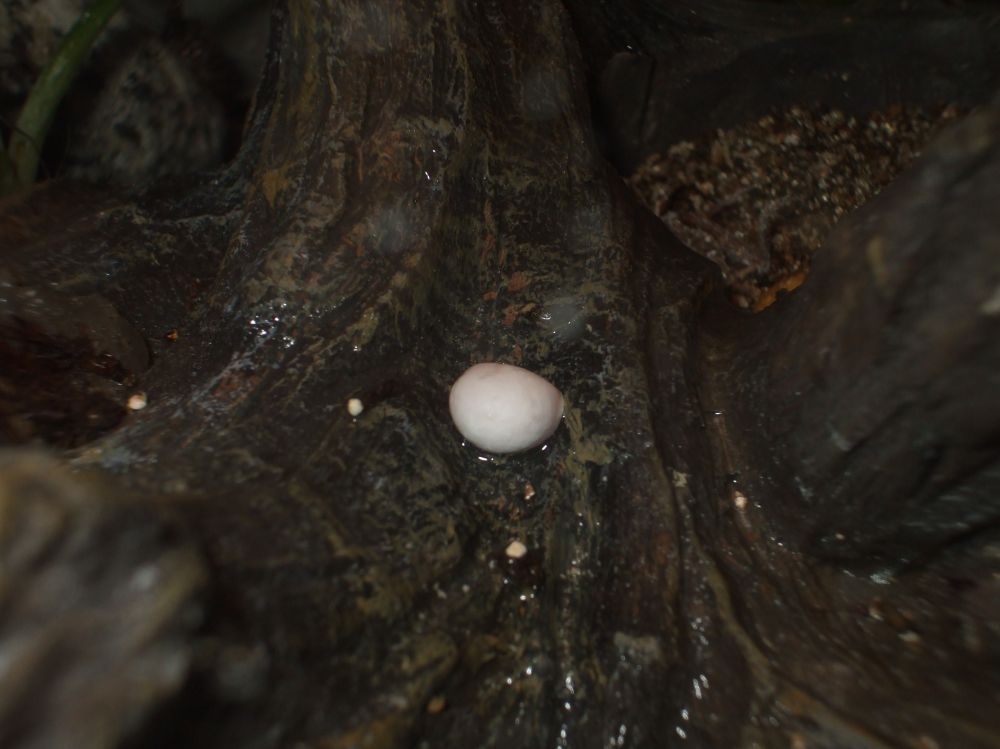 Anole egg?3