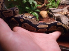 white spots