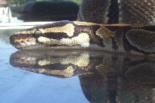 Reflection