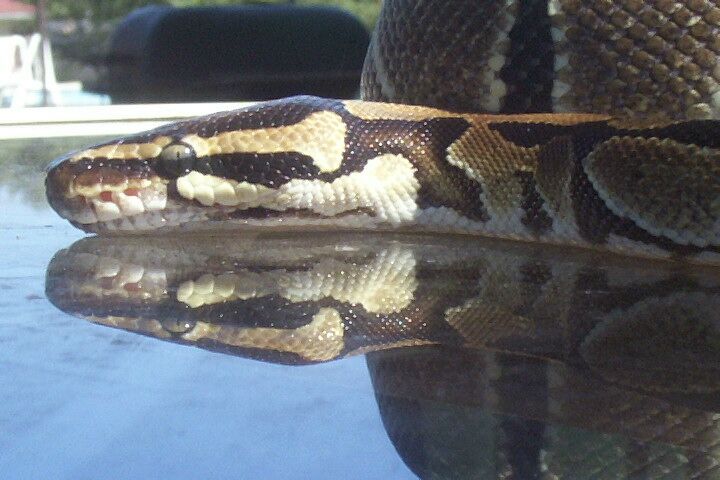 Reflection