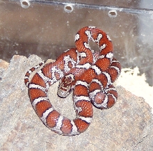 Partial Zig Zag hatchling