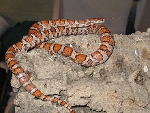 Eastern Milksnake ( Patches )