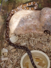 Zig Zag Eastern Milk