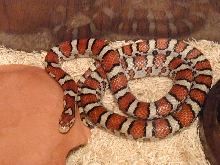 Eastern Milksnake Red Phase
