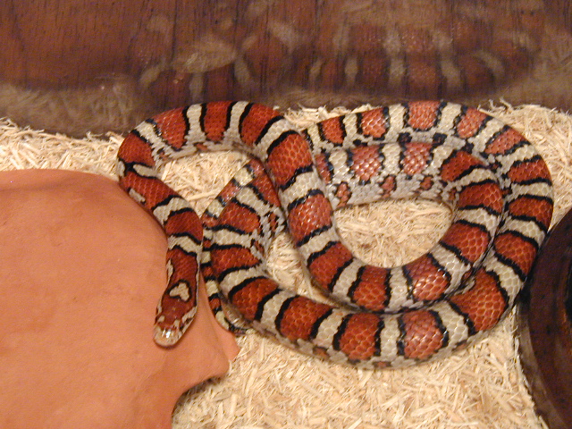 Eastern Milksnake Red Phase