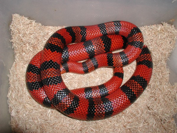 Honduran female