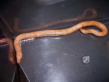 RESCUED CAPTURE JULY 07