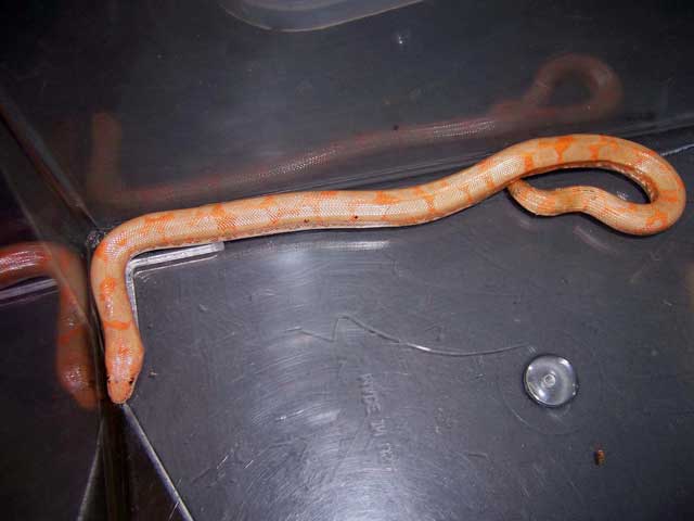 RESCUED CAPTURE JULY 07
