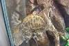 crestie 1