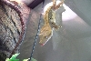 crestie 2