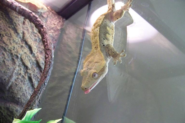 crestie 2