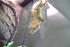 crestie 2 (2)